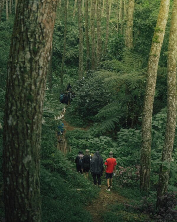 Pine Forest Trip